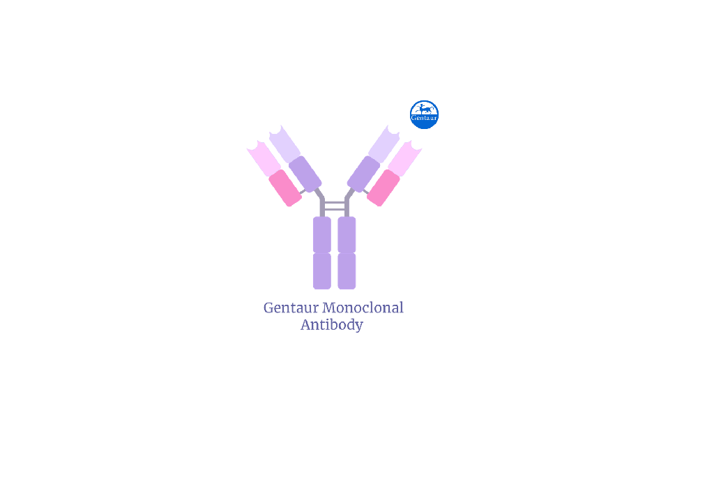 Gentaur TLE1 mouse monoclonal antibody 