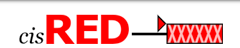 Cis Red